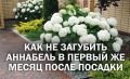 ��� �������� ��������� ��������: ������� ������ ������, ������� ������� ��������