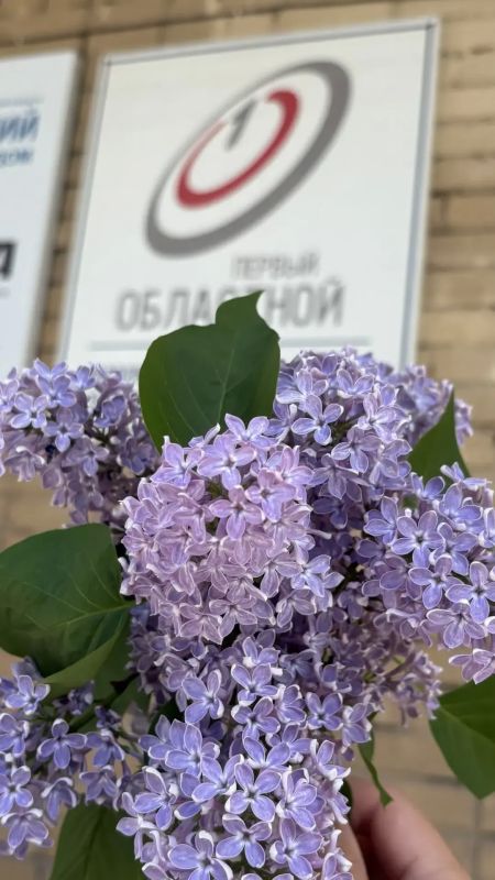 Орёл утопает в сиреневом цвете: сегодня отмечается Международный день сирени