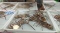 Погружение в тайскую культуру на рыбном рынке Наклуа в Паттайе