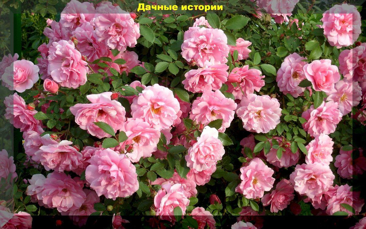 Выбор зимостойких роз: лучшие сорта для вашего сада