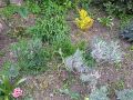 Растение лаванды: как создать уютный уголок на участке
