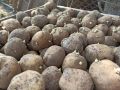 Секрет успешного урожая картофеля: меньше значит больше