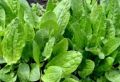 Садовая экономика: как вырастить продукты и сэкономить на покупках