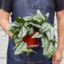 Живительная зелень в темных уголках: 7 растений, которые не боятся тени