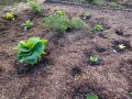 Создание красивого полутеневого цветника: решение с минимальным уходом