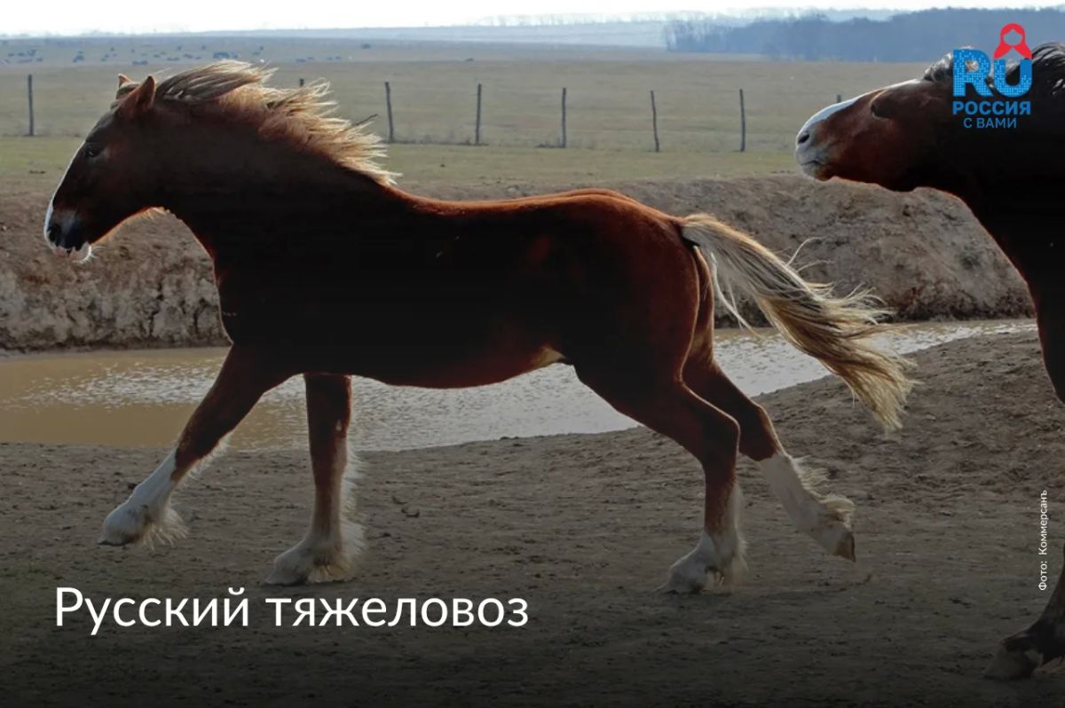 Сегодня, 11 июля, отмечается Всемирный день лошади Сегодня, 11 июля, отмечается Всемирный день лошади