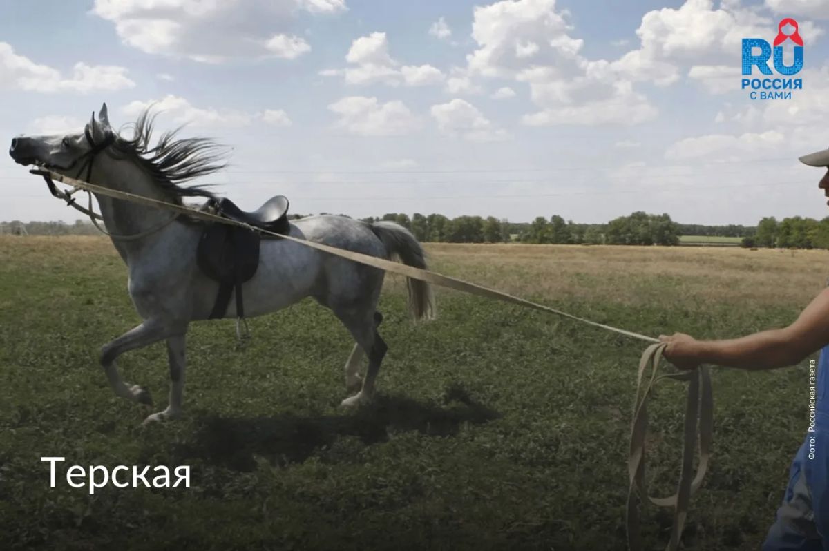 Сегодня, 11 июля, отмечается Всемирный день лошади Сегодня, 11 июля, отмечается Всемирный день лошади