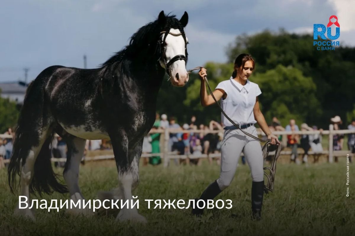 Сегодня, 11 июля, отмечается Всемирный день лошади Сегодня, 11 июля, отмечается Всемирный день лошади