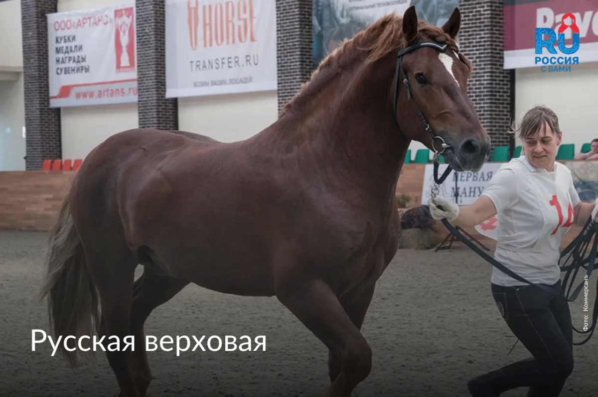 Сегодня, 11 июля, отмечается Всемирный день лошади Сегодня, 11 июля, отмечается Всемирный день лошади