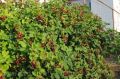 Осенний уход за ежевикой: ключ к успешному урожаю