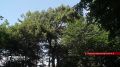 130 ценных видов пород деревьев насчитали в Новодеревеньковском районе