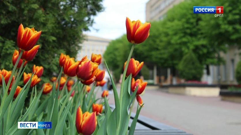 В Орле на День города выступят Мари Мар, Ольга Кормухина и Алексей Белов