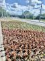 17 тысяч цветов украсили центральную клумбу на улице Брестской