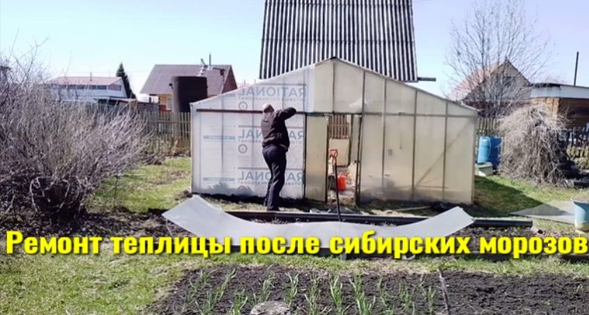 Как вдохнуть жизнь в почву теплицы: секреты здоровья растений и борьба с вредителями