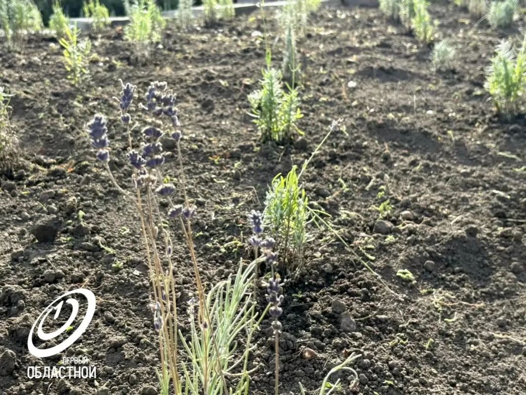 В Орле у памятника героям Гражданской войны высадят 1,5 тысячи кустиков лаванды В Орле у памятника героям Гражданской войны высадят 1,5 тысячи кустиков лаванды