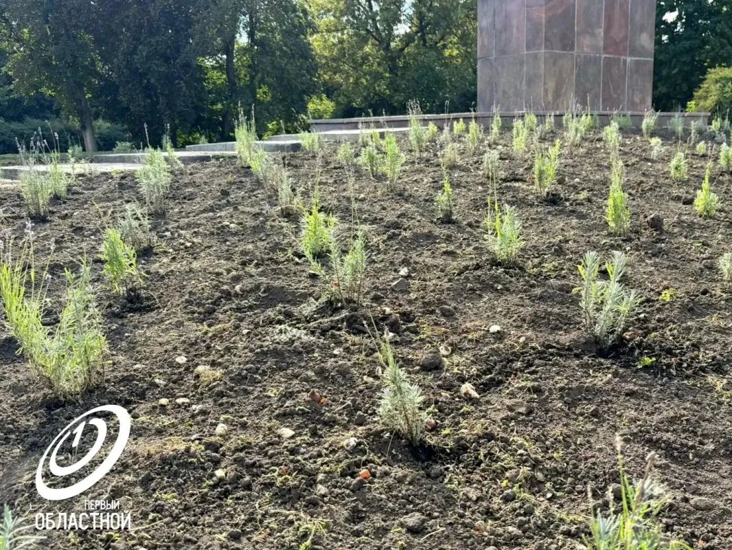 В Орле у памятника героям Гражданской войны высадят 1,5 тысячи кустиков лаванды В Орле у памятника героям Гражданской войны высадят 1,5 тысячи кустиков лаванды