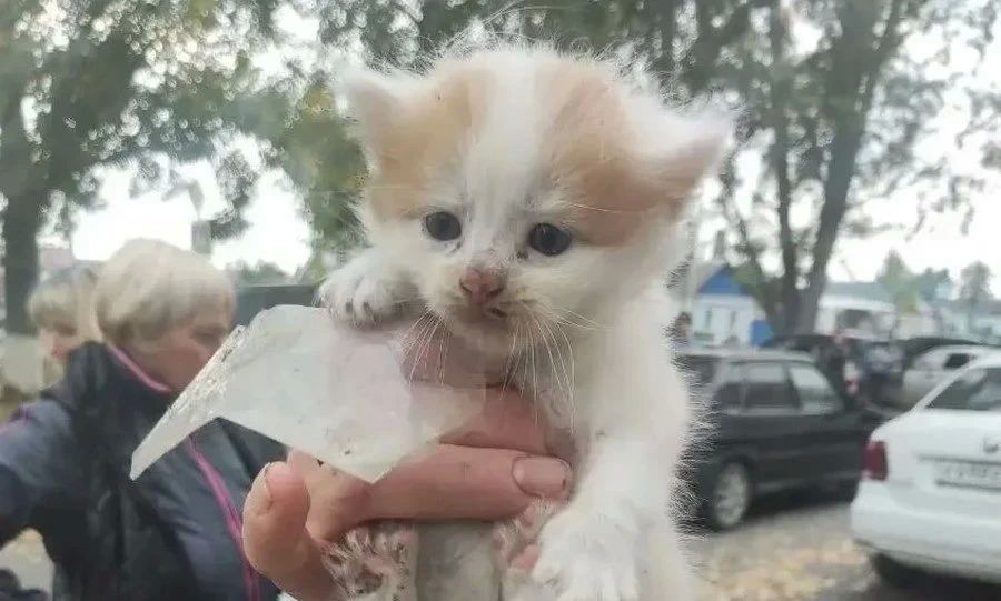 В Ливнах котёнку потребовалась помощь спасателей