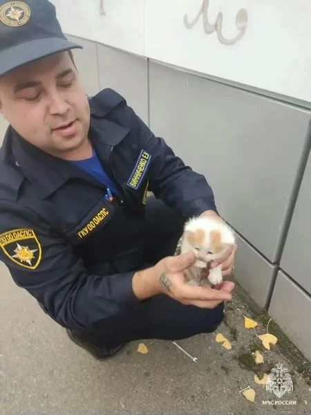 В Ливнах котёнку потребовалась помощь спасателей В Ливнах котёнку потребовалась помощь спасателей