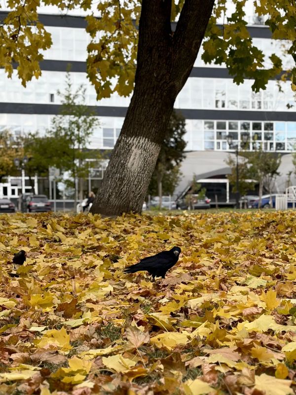Пернатые обитатели городских парков Пернатые обитатели городских парков