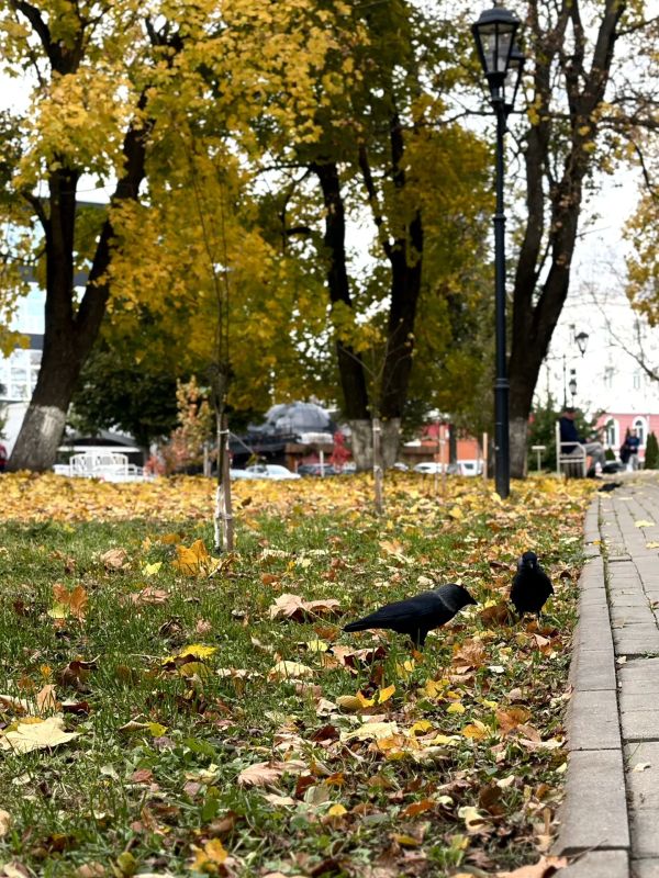 Пернатые обитатели городских парков