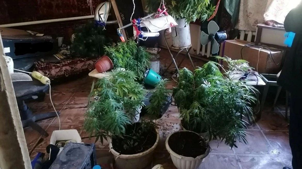 Полицейские пришли расследовать кражу, а обнаружили целую наркоплантацию в Орловской области