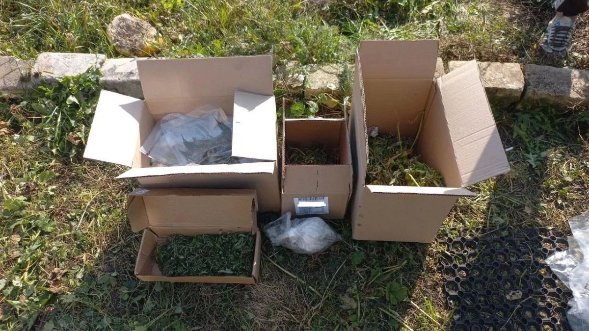 Полицейские пришли расследовать кражу, а обнаружили целую наркоплантацию в Орловской области Полицейские пришли расследовать кражу, а обнаружили целую наркоплантацию в Орловской области