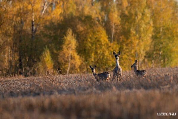 Осенний выход: косули всё чаще заглядывают в орловские поля — и попадают в кадр