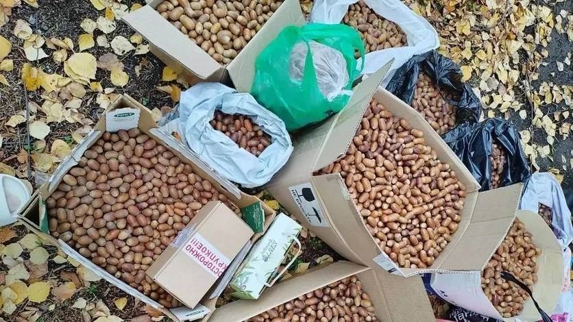 На Орловщине продолжают собирать желуди для спасения леса