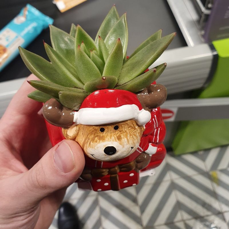 Как цветы меняют нашу жизнь: от детских увлечений до взрослого хобби