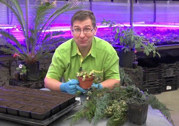 Тонкости ухода за капризными растениями: Советы от экспертов