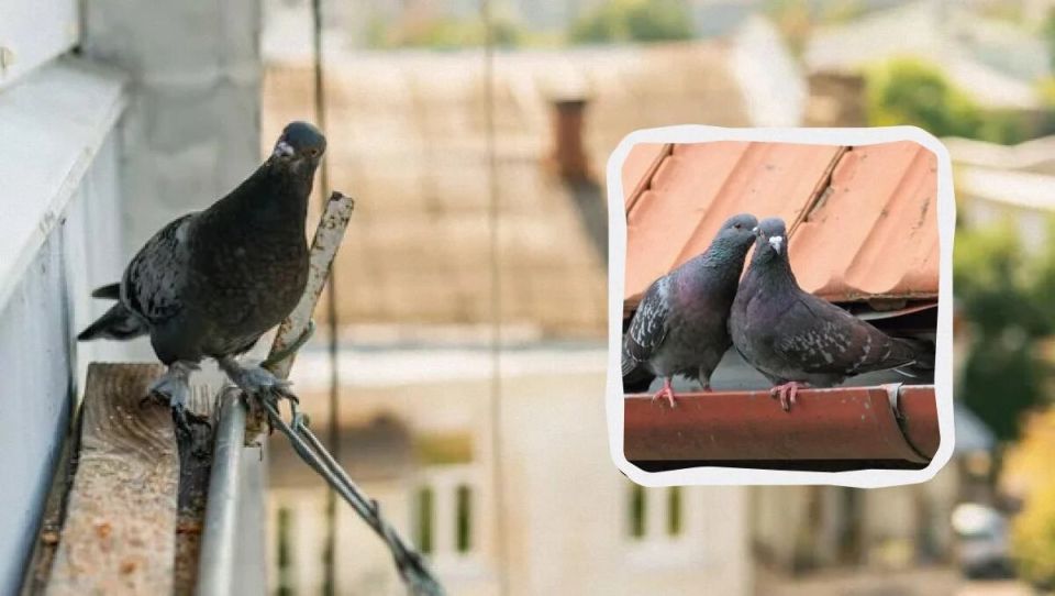 Как эффективно защитить свой балкон от надоедливых голубей