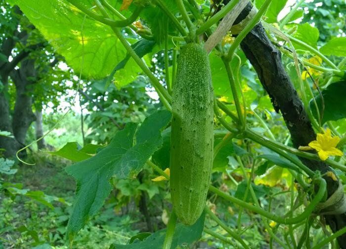 Как молочная сыворотка помогает добиться богатого урожая огурцов