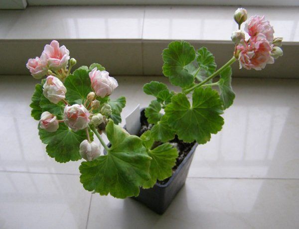 Как выбрать комнатные растения для детей: безопасные и полезные варианты