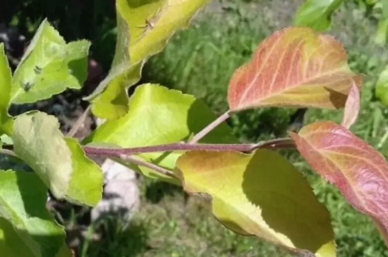 Секреты суперфосфата: когда и как использовать для здоровых растений