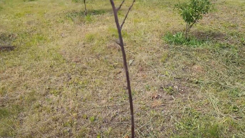 Как один простой совет преобразил сад опытного дачника