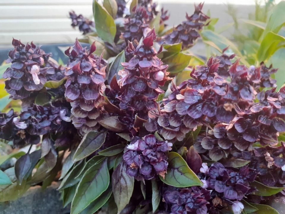 Очарование базилика: как из маленьких семян вырастают шикарные кустики