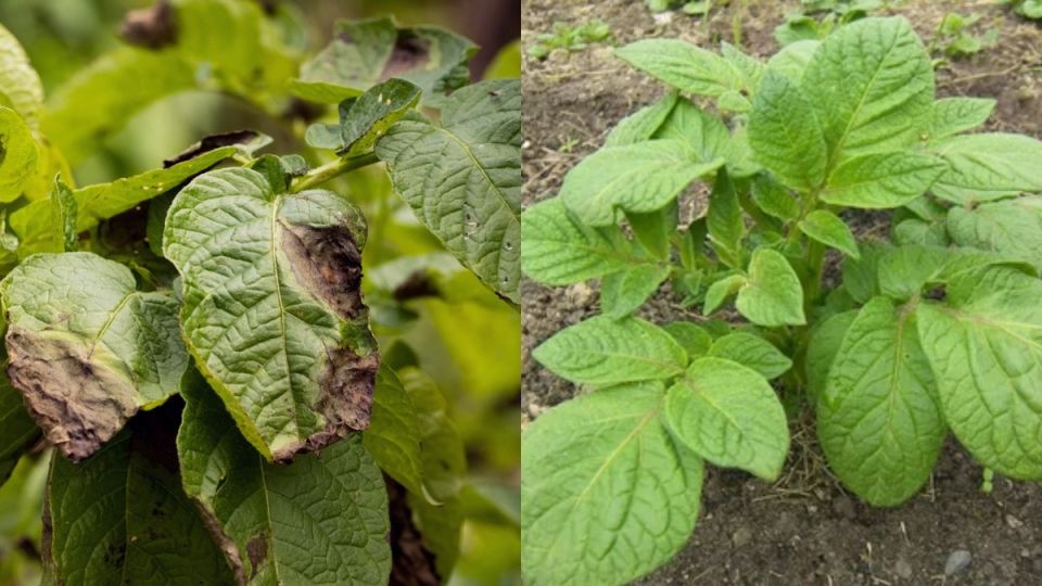 Как победить фитофтору на картофеле: три проверенных метода защиты