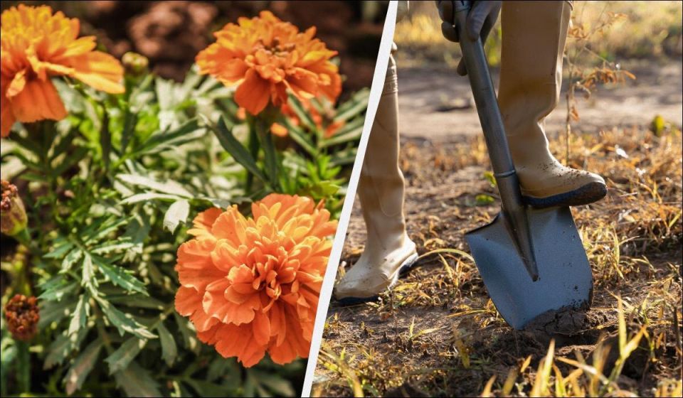 Секреты дачников: зачем бархатцы закапывают в огороде