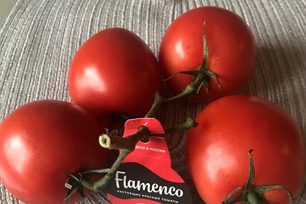 Томаты сорта Фламенко: как вырастить идеальные плоды в домашних условиях