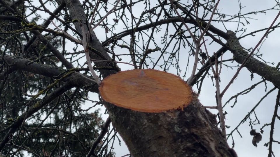 Обрезка садовых деревьев: когда не упустить важные сроки