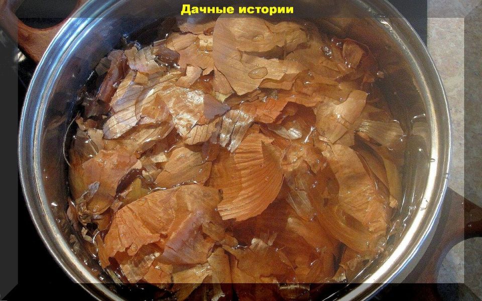 Луковая шелуха: необычное решение для вашего огорода