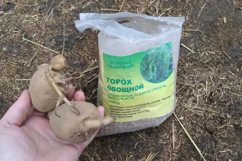 Необычный способ увеличения урожая картофеля: зачем в лунки добавляют горох?