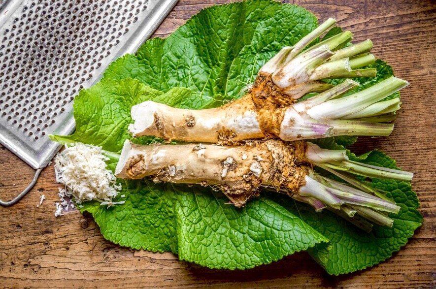Почему корень хрена должен стать вашим фаворитом на кухне и в аптечке