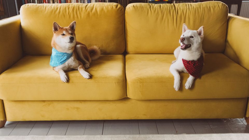 Как лай соседских собак стал причиной судебного разбирательства