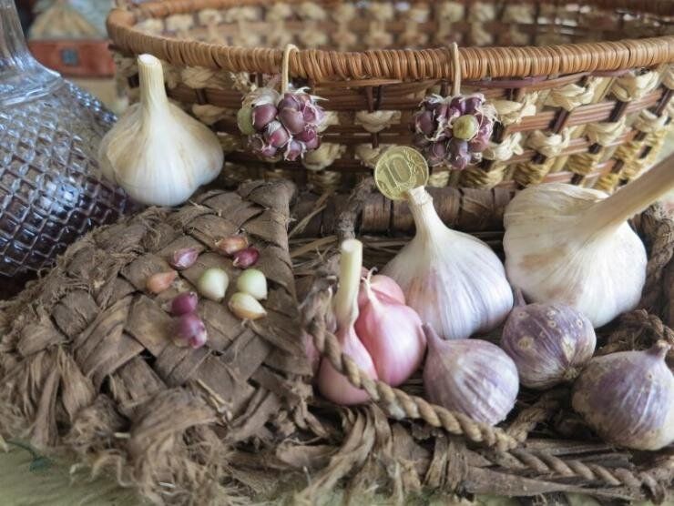 Как вырастить успешный урожай: различия между яровым и озимым чесноком