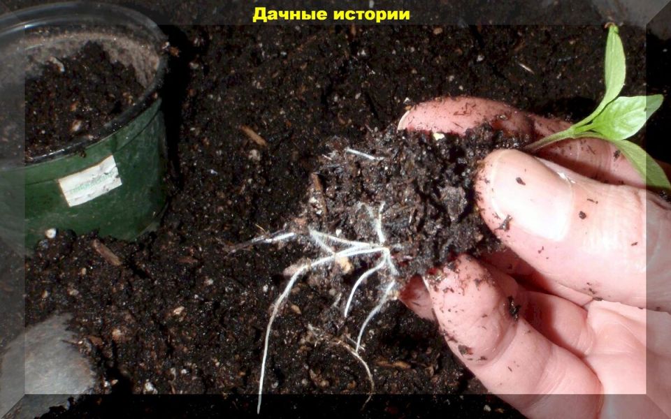 Ошибки при выращивании рассады: что нужно знать каждому огороднику