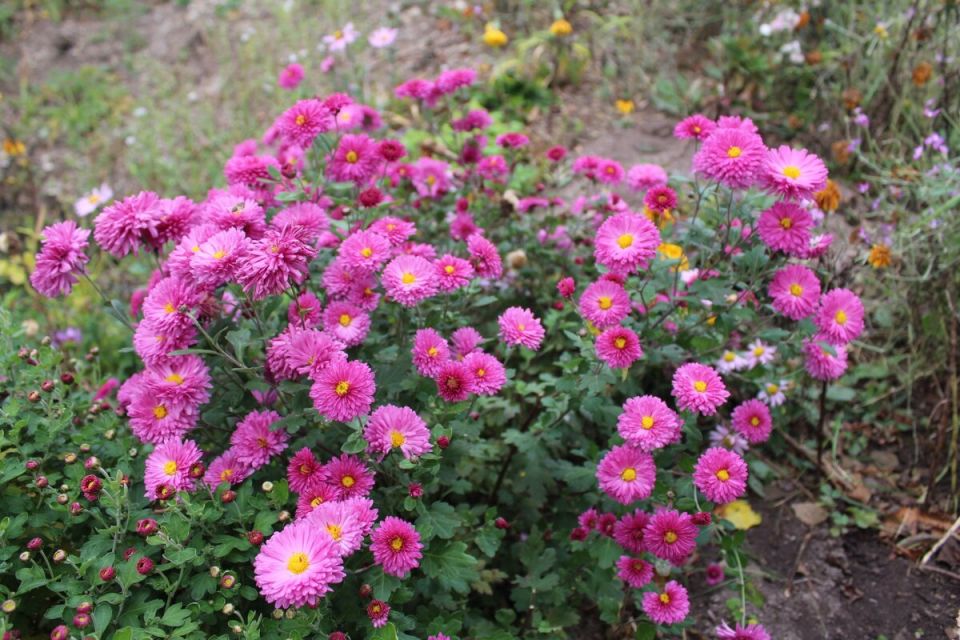 Зимняя подготовка для цветов: как сохранить красоту садов до весны