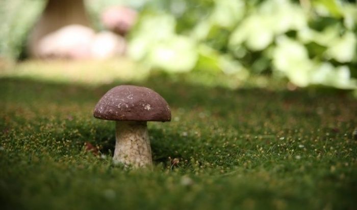 Грибы как будущее компьютерных технологий: экологичная альтернатива памяти