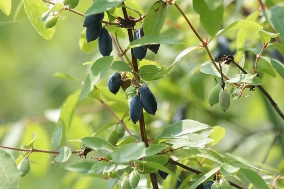 Жимолость: как повысить урожай и понять причины отсутствия плодов