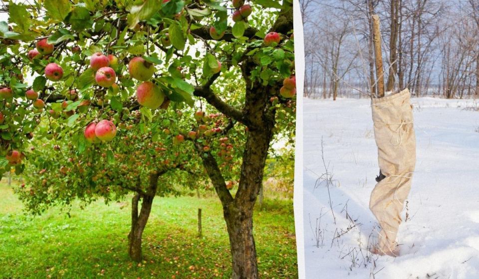 Зимний щит для яблонь: как защитить растения от морозов и грызунов